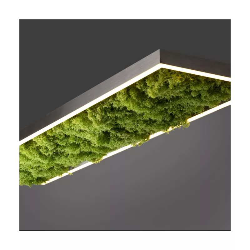 Plafon GREEN KNUT 15623-66 oprawa w kolorze srebrnym z wypełnieniem z hrobotka reniferowego - Paul Neuhause - obrazek 3